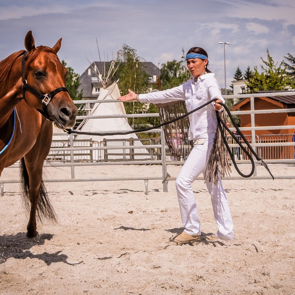 Cours / stage d’équitation western / américaine